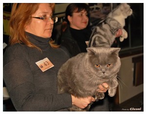 Cats Shows Photo • Выставки кошек - Cats Show • March, 2010 • Донецк - 395