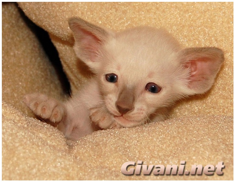Siamese Cats • Сиамские кошки - Siamese Kittens • Сиамские котята - 28