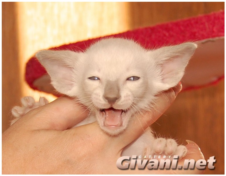 Siamese Cats • Сиамские кошки - Siamese Kittens • Сиамские котята - 21